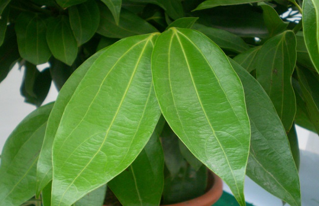 平安树烂根解决办法