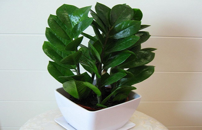 金钱树烂根解决办法怎么处理