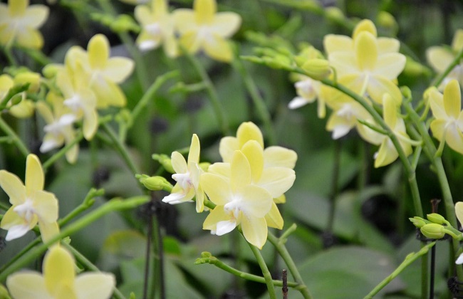 大花蕙兰烂根怎么处理