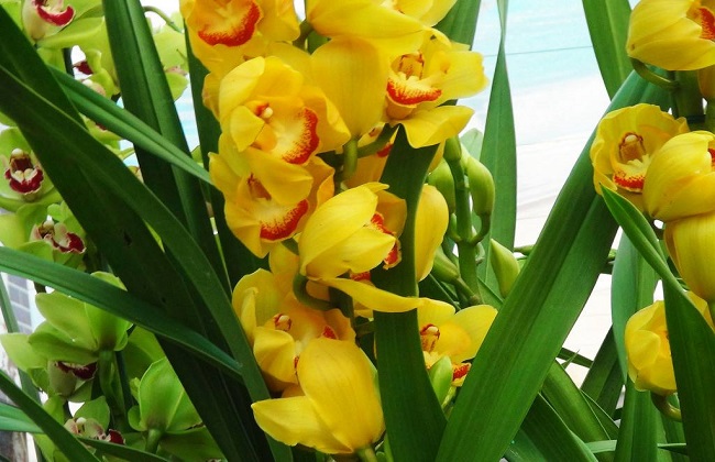 大花蕙兰烂根怎么处理