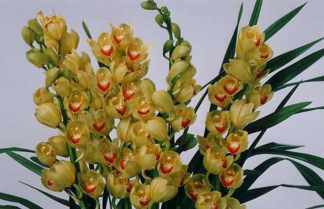 大花蕙兰烂根怎么处理