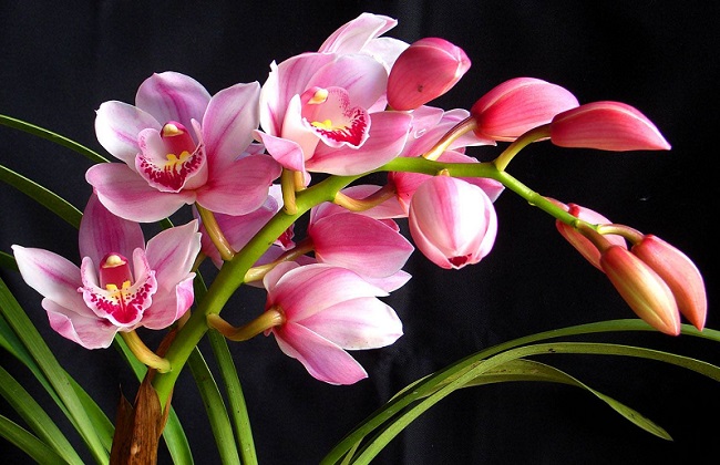 大花蕙兰烂根怎么处理