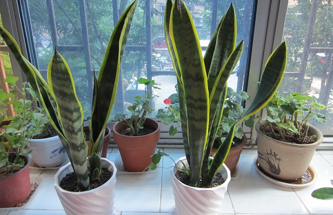 虎皮兰烂根的原因及处理办法