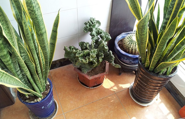 虎皮兰烂根的原因及处理办法