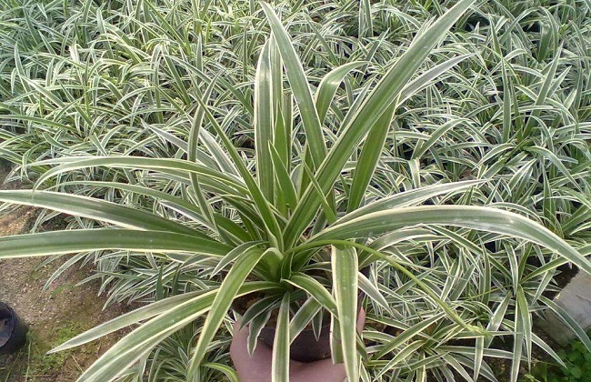 金边吊兰烂根解决办法