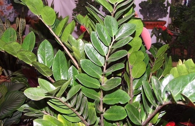 金钱树烂根解决办法怎么处理