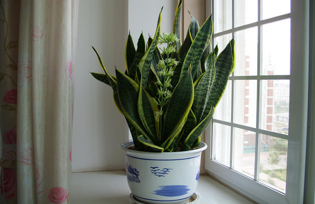 虎皮兰烂根的原因及处理办法