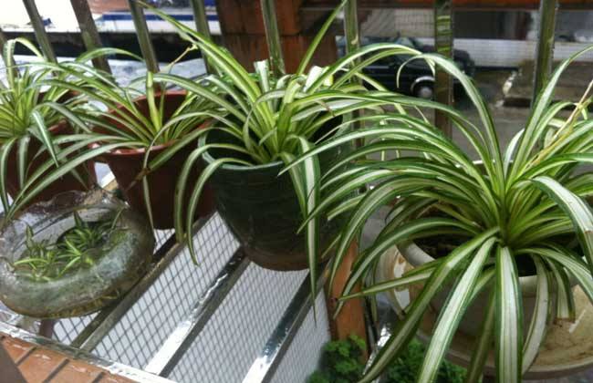 金边吊兰烂根解决办法