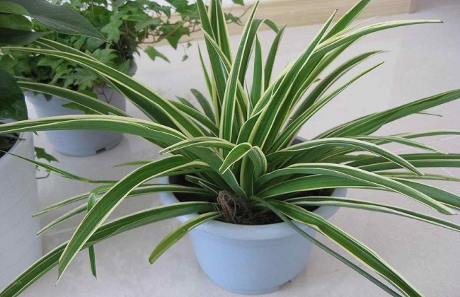 金边吊兰烂根解决办法