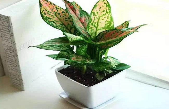 如意皇后叶子发黄解决办法