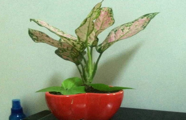 如意皇后叶子发黄解决办法