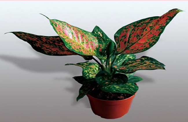 如意皇后叶子发黄解决办法