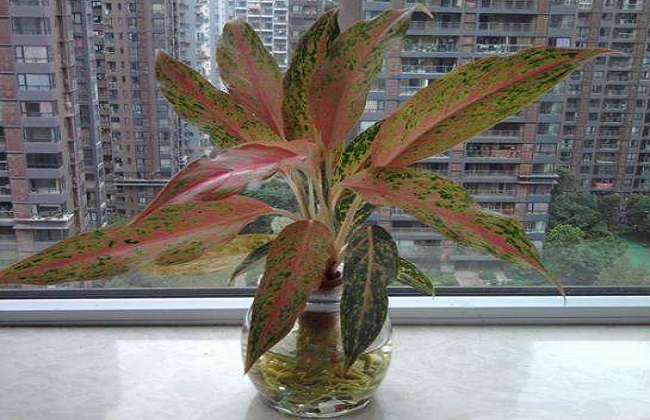 如意皇后叶子发黄解决办法