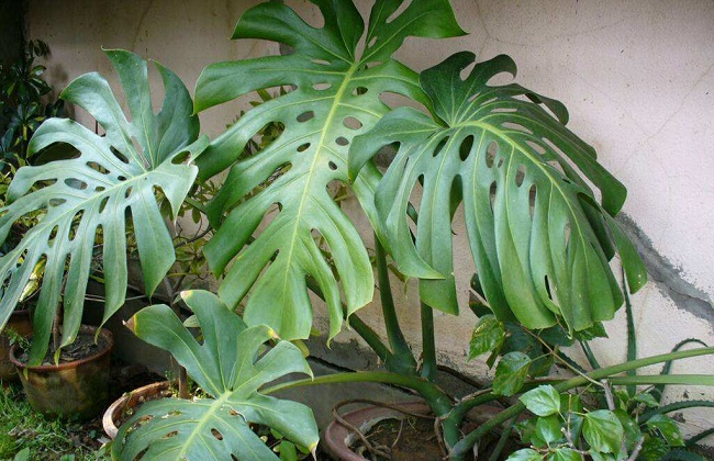 龟背竹烂根解决办法