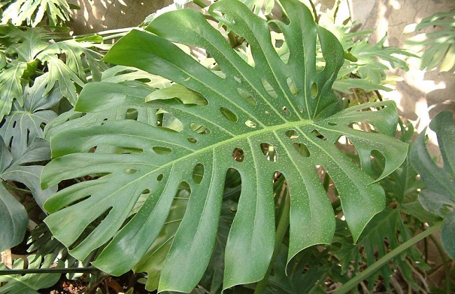 龟背竹烂根解决办法