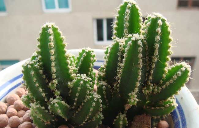 万重山烂根解决办法