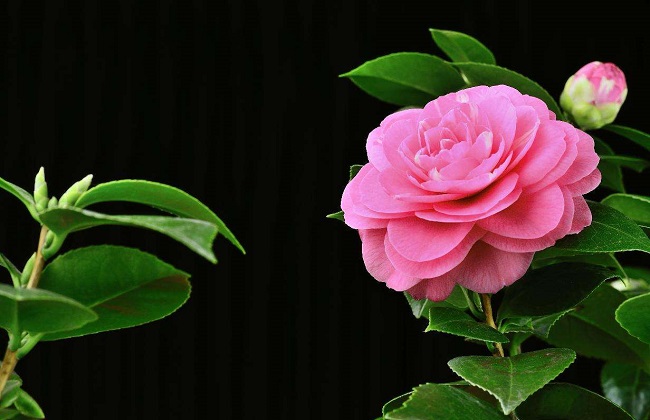 茶花根烂了解决办法