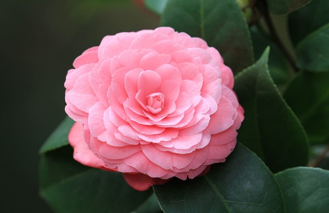 茶花根烂了解决办法