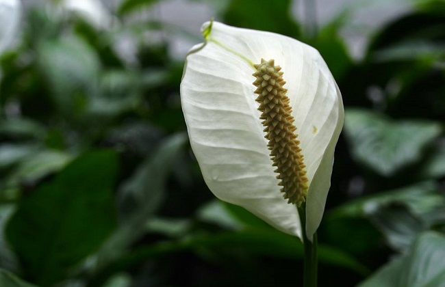 白掌烂根解决办法