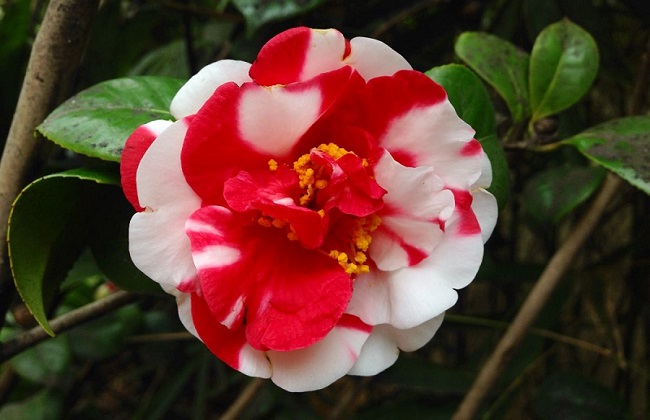 茶花根烂了解决办法