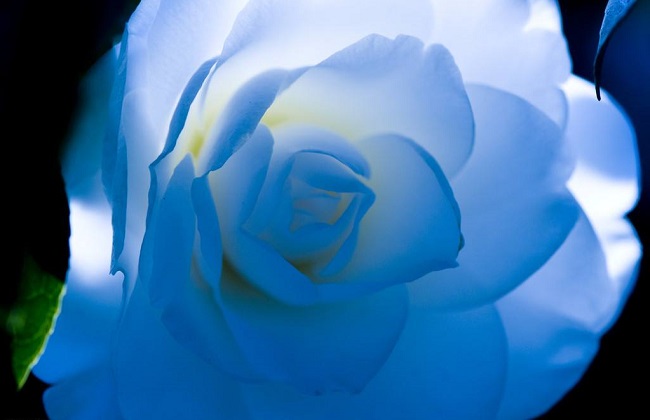 茶花根烂了解决办法