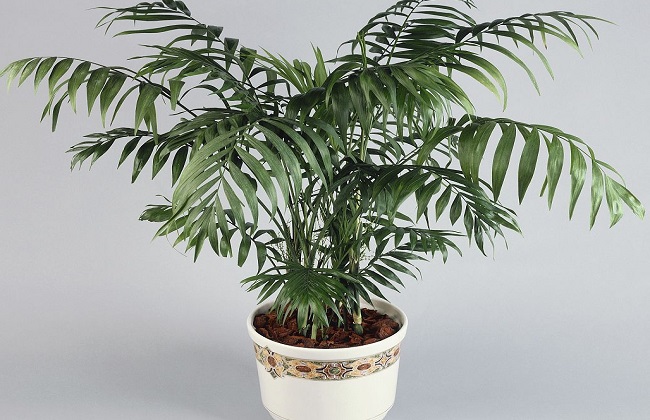 袖珍椰子的叶子发黄干枯解决办法