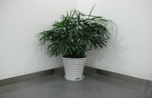 袖珍椰子的叶子发黄干枯解决办法