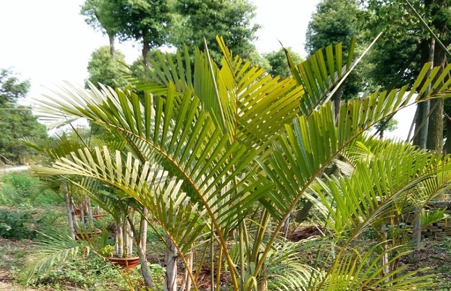 散尾葵叶子发黑干枯解决办法