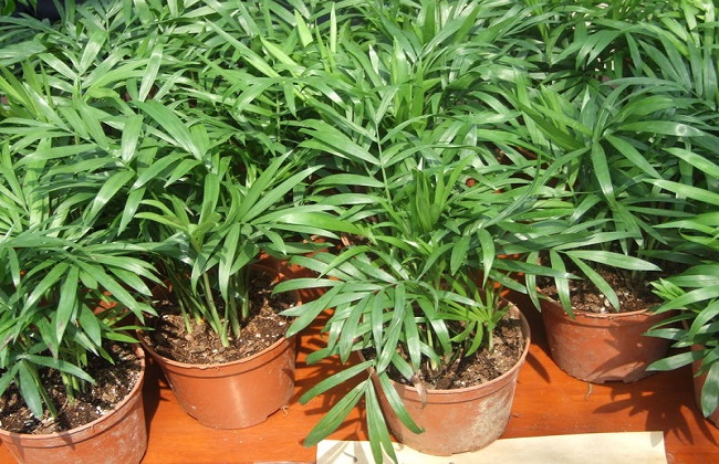 袖珍椰子的叶子发黄干枯解决办法