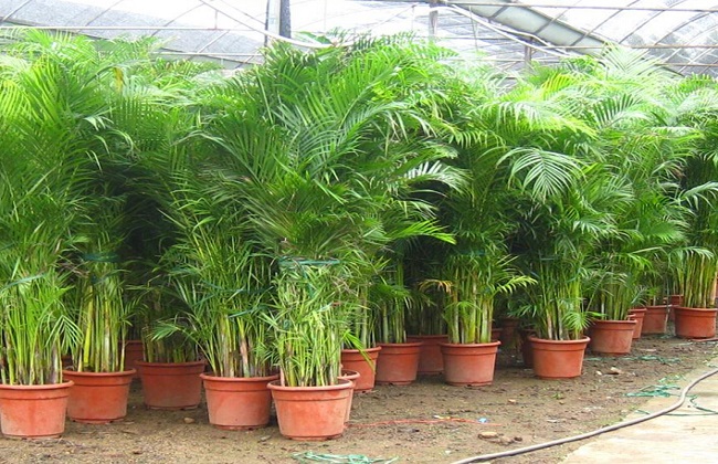 散尾葵叶子发黑干枯解决办法