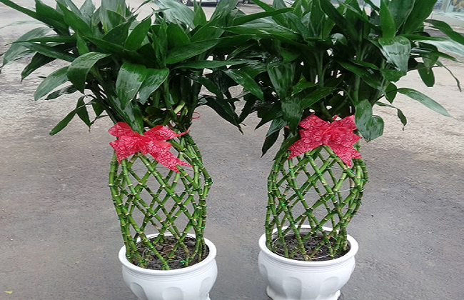 富贵竹笼的叶子发黄解决办法