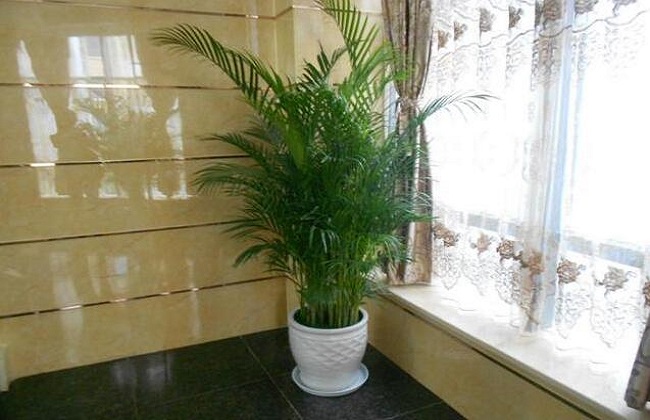 散尾葵叶子发黑干枯解决办法