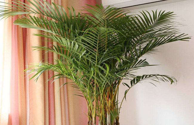 散尾葵叶子发黑干枯解决办法