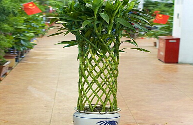 富贵竹笼的叶子发黄解决办法