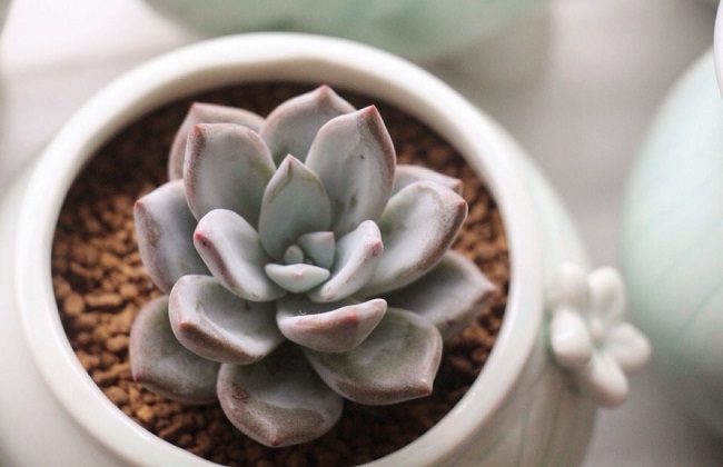 霜之朝根部发黑解决办法