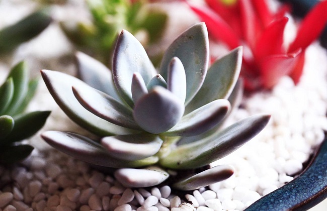 霜之朝根部发黑解决办法