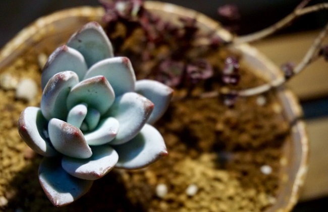 霜之朝根部发黑解决办法