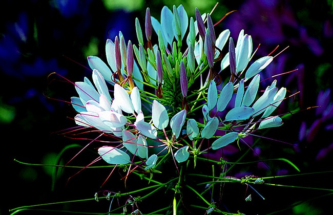 醉蝶花的花语是啥