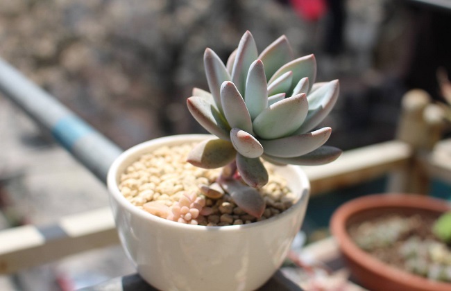 霜之朝根部发黑解决办法