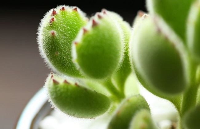 熊童子爪子不红原因及解决办法