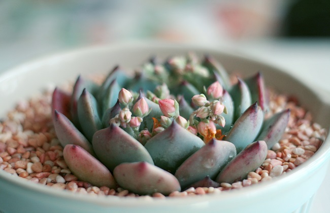 吉娃莲的养殖办法