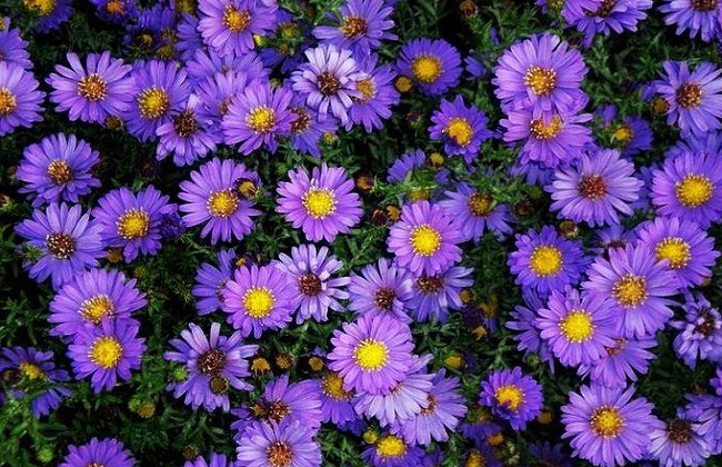 荷兰菊的养殖办法和注意些什么