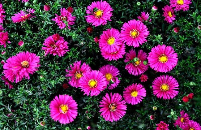 荷兰菊的养殖办法和注意些什么