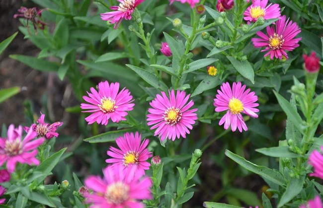 荷兰菊的养殖办法和注意些什么