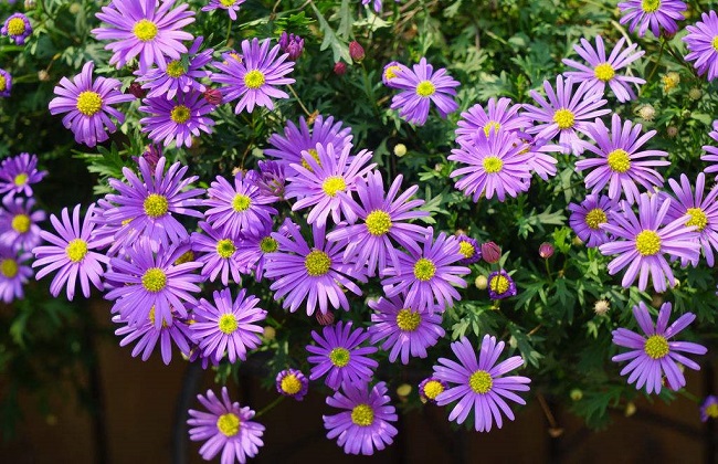 荷兰菊的养殖办法和注意些什么