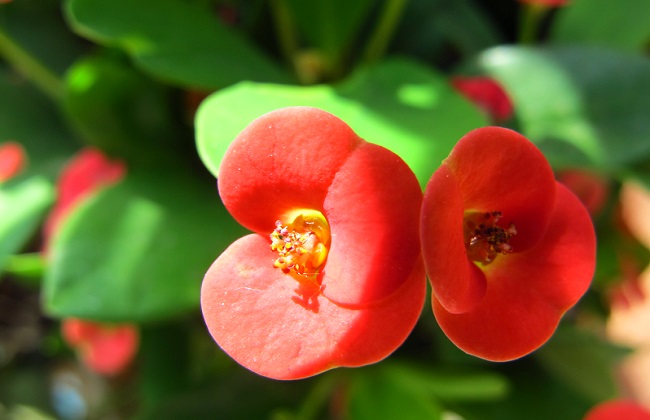 虎刺梅的养殖办法和注意些什么