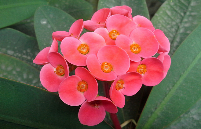 虎刺梅的养殖办法和注意些什么