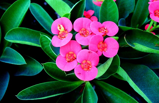 虎刺梅的养殖办法和注意些什么