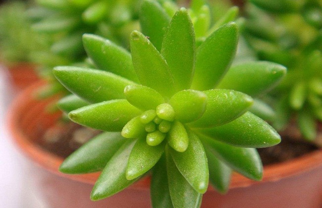 千佛手叶子皱了解决办法