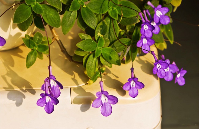 海豚花的养殖办法